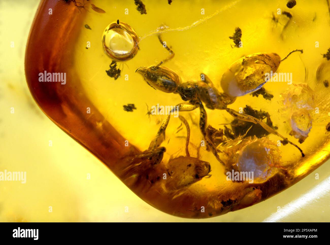 Prähistorische Ameise in der Ostsee Amber - aus Litauen Stockfoto