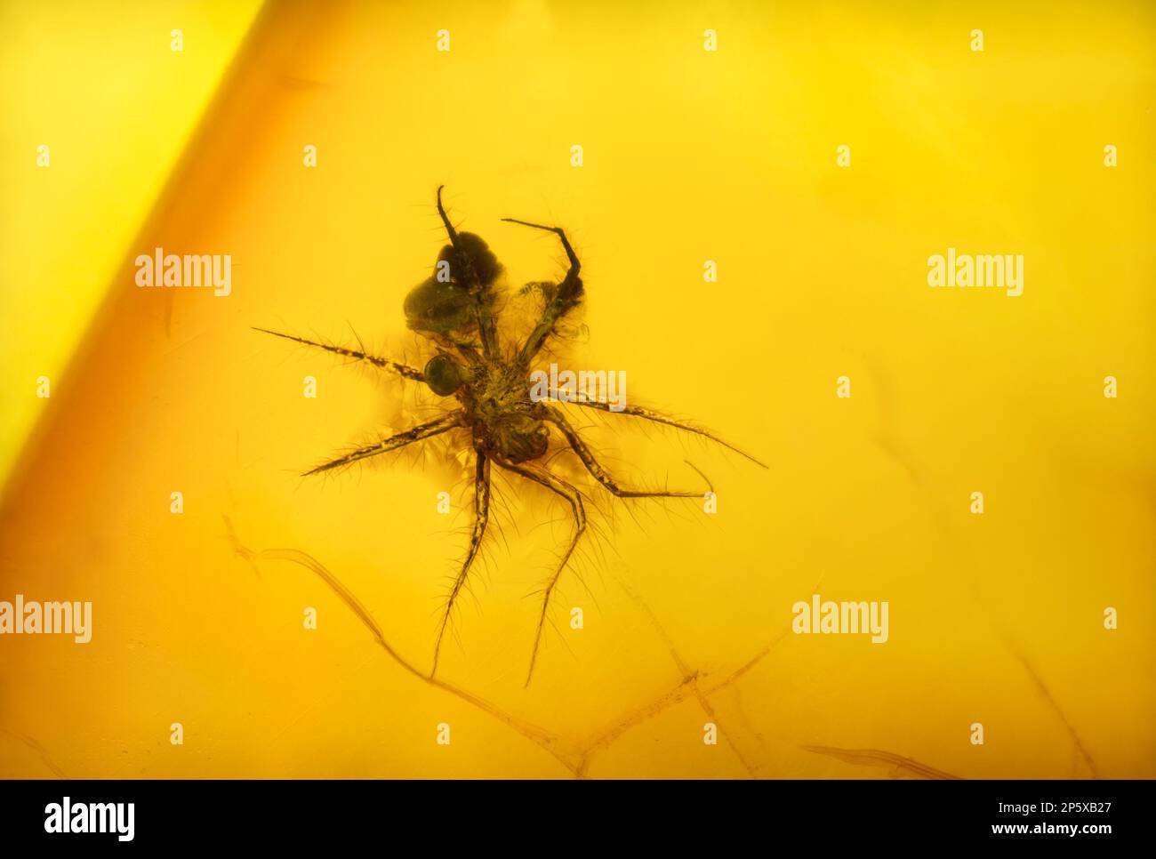 Kleine prähistorische Spinne, die in der Ostsee Amber erhalten wurde - aus Litauen Stockfoto