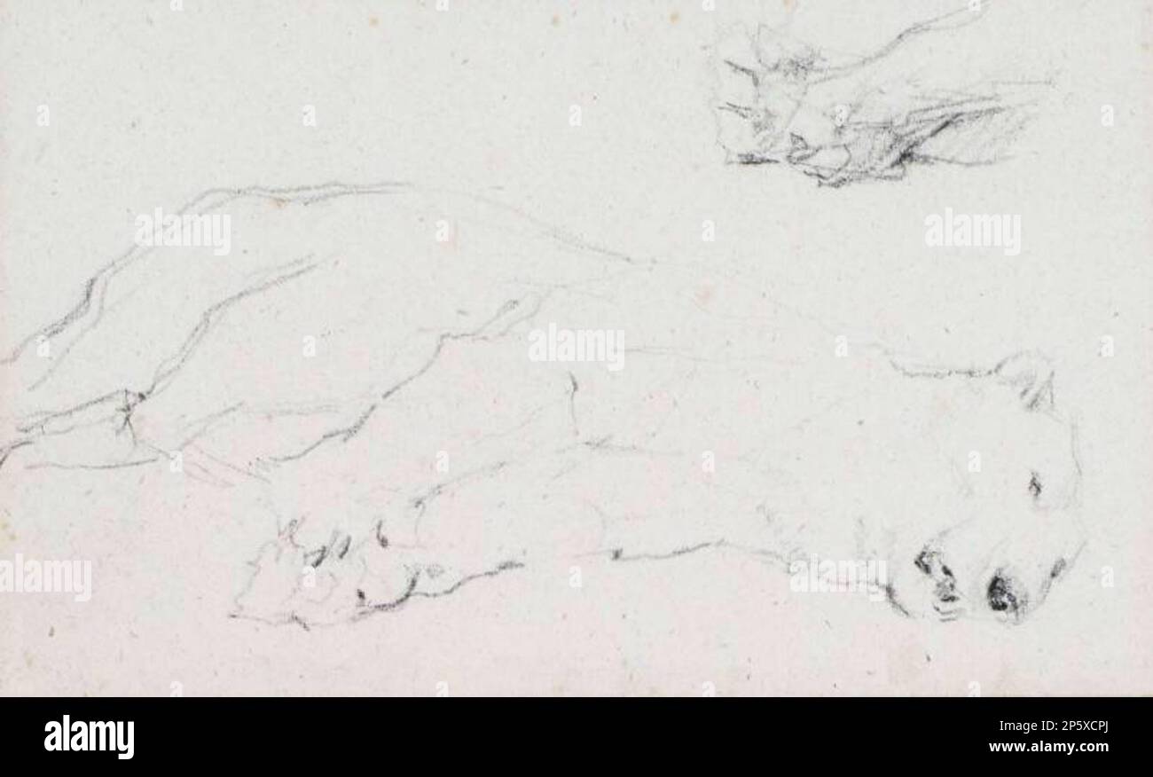 Studie eines Bären. Zwei Studien über Bären, John Macallan Swan (Brentford, England, 1847 - 1910) 1887 Stockfoto