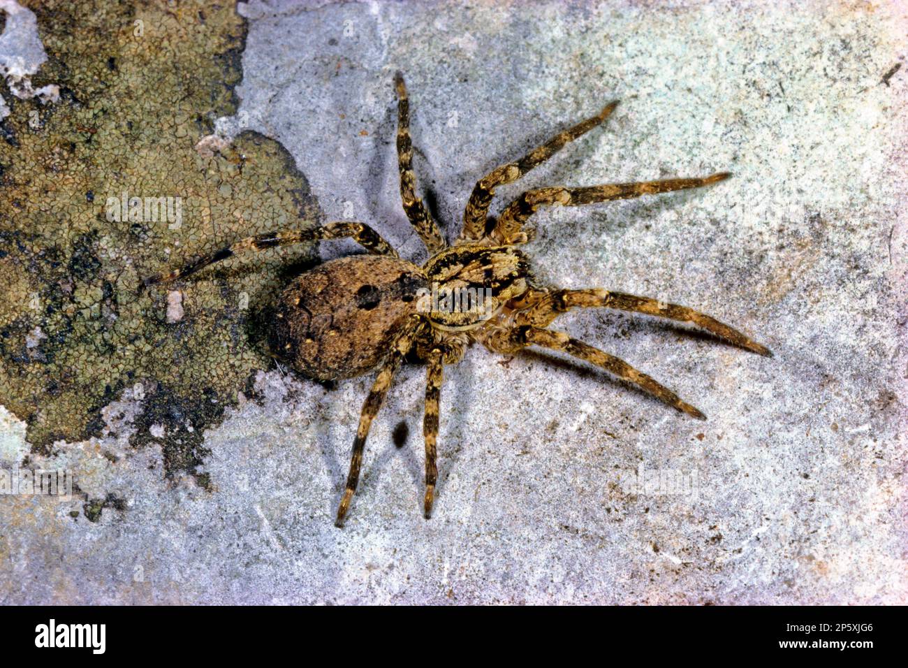 Spiny falsche Wolfsspinne (Zoropsis spinimana), Draufsicht, Deutschland Stockfoto