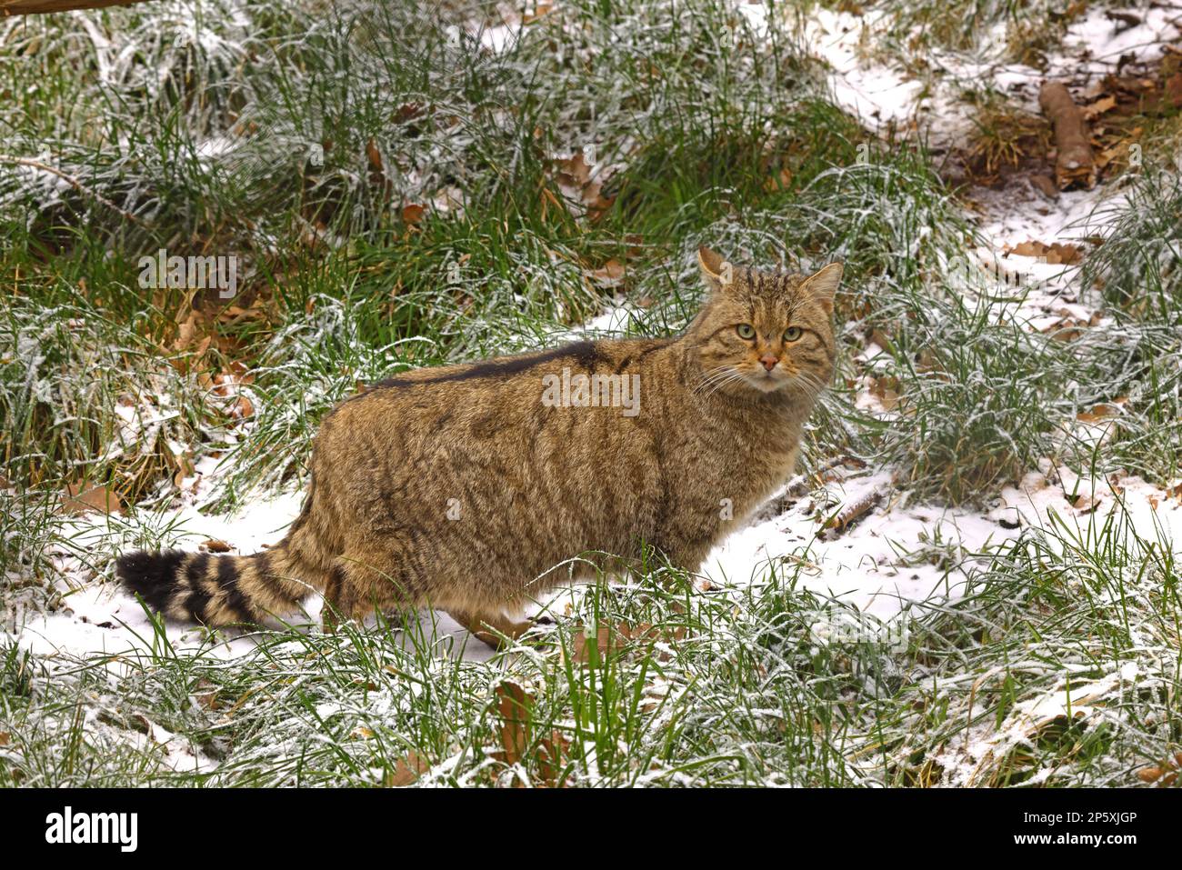 Wildkatze (Felis silvestris), die auf einer verschneiten Wiese steht, Deutschland Stockfoto