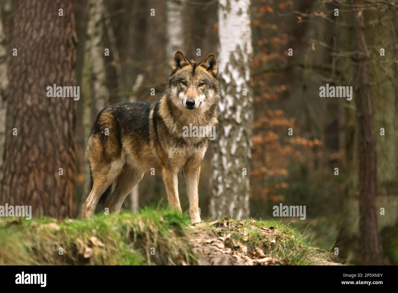 Europäischer grauer Wolf (Canis lupus lupus), männlicher Wolf in einer Waldrodung im Winter, Deutschland Stockfoto