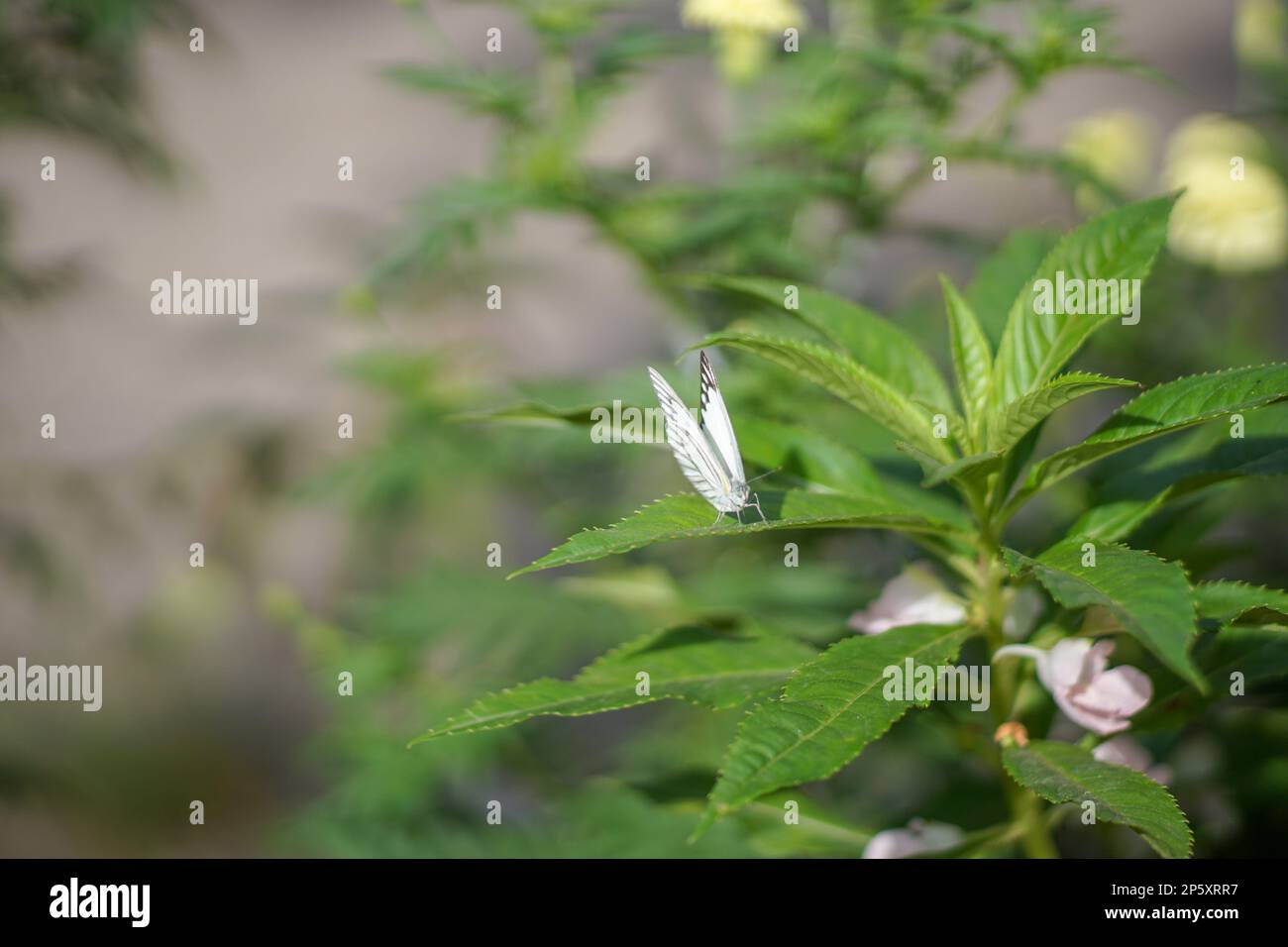 Der weiße Schmetterling, hoch oben auf der grünen, grünen Pflanze, sieht wunderschön aus Stockfoto