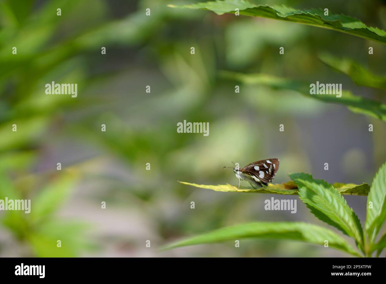 Ein wunderschöner brauner Schmetterling mit weißem Muster auf einem grünen Blatt ist von der Seite aus nah auf einem verschwommenen Hintergrund zu sehen Stockfoto