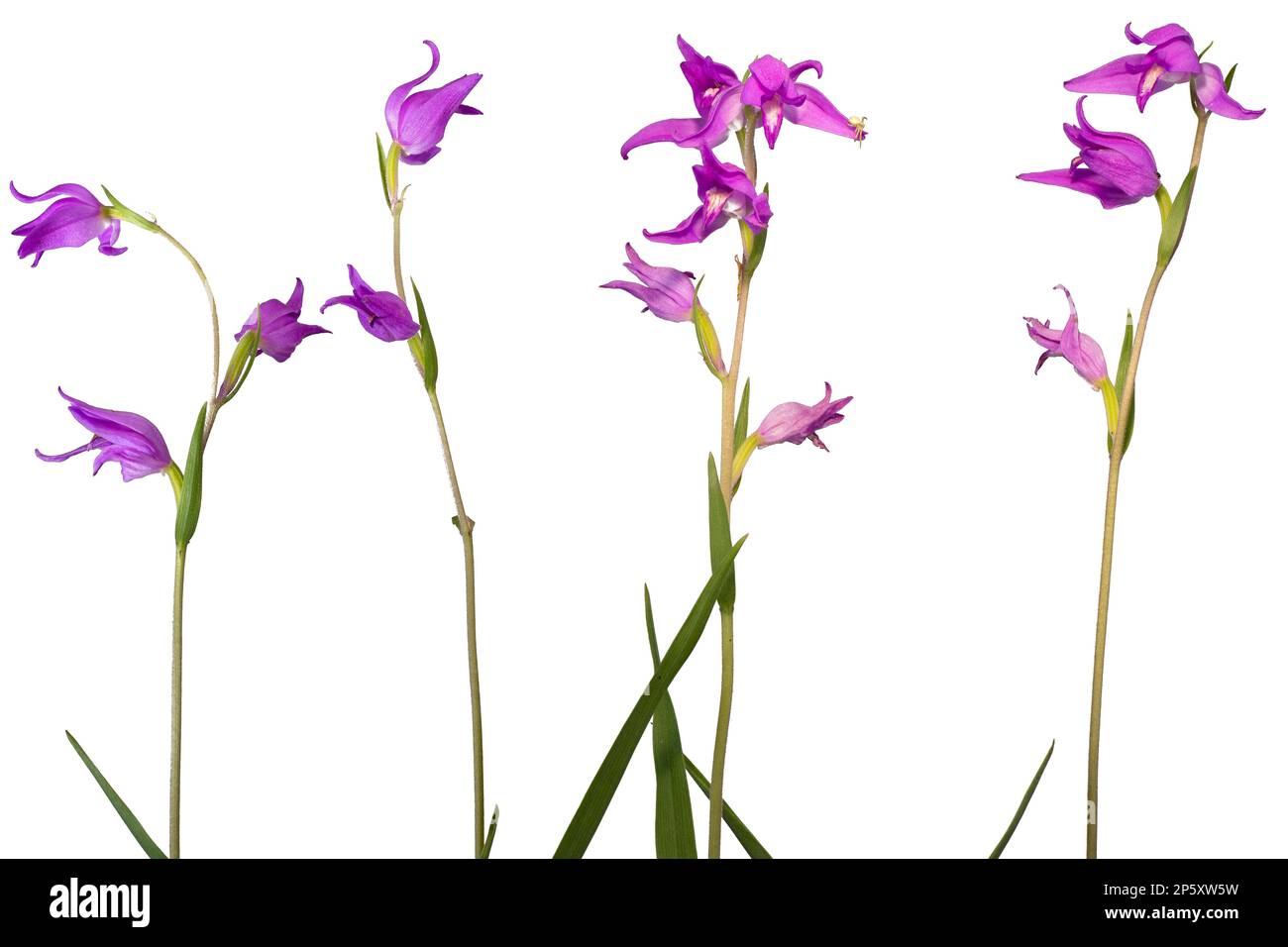 Rotes Helleborin (Cephalanthera rubra), blühend, Ausschnitt, Österreich Stockfoto