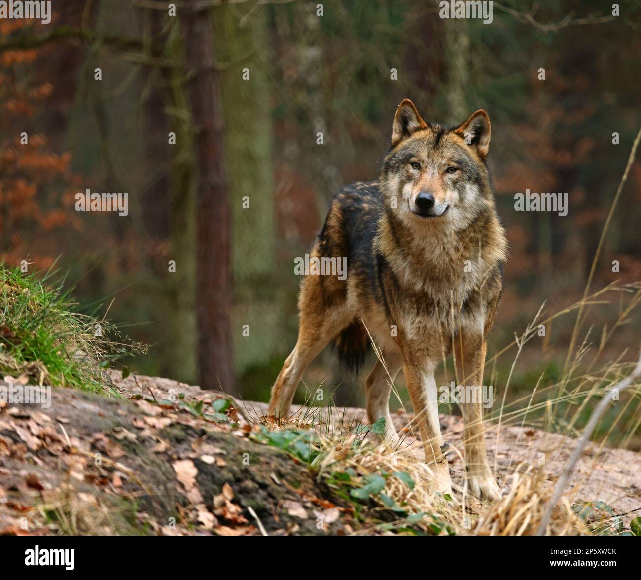 Europäischer grauer Wolf (Canis lupus lupus), männlicher Wolf in einer Waldlichtung im Winter, Frontansicht, Deutschland Stockfoto