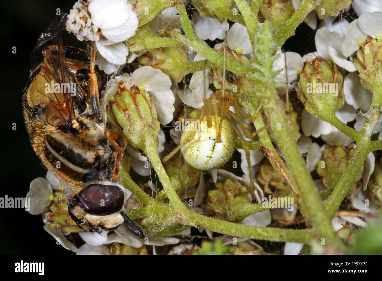 Rot-weiße Spinne, gewöhnliche Bonbons-gestreifte Spinne, Kammfüßspinne (Enoplognatha ovata, Enoplognatha lineata, Theridion redimitum), bei weiß Stockfoto