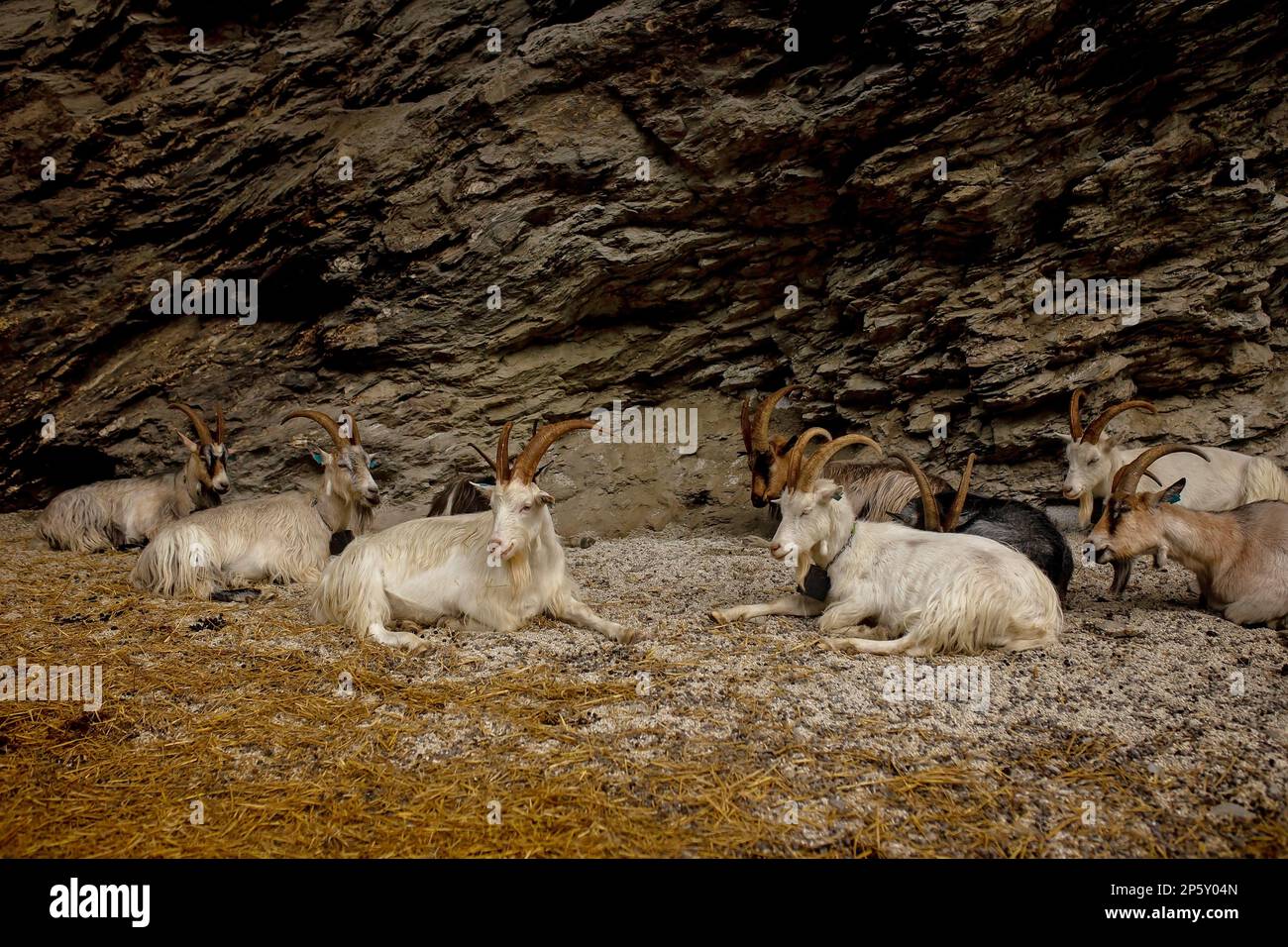 Wilde Ziegen, die entlang der Straße in Norwegen schlafen, zu Fjorden, Bergen und anderen wunderschönen Naturwundern Stockfoto