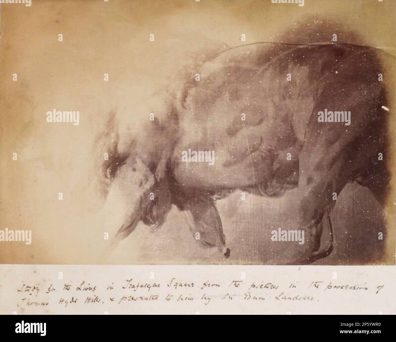 Foto von „A Study of Landseer's Lions“ von Millais aus einem Album von Sir John Everett Millais, Artist Unknown Stockfoto