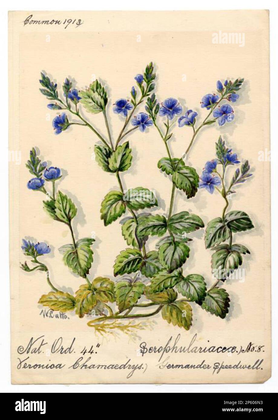 Germander Speedwell (Veronica Chamaedrys), William Catto (Aberdeen, Schottland, 1843 - 1927) 1913 Stockfoto