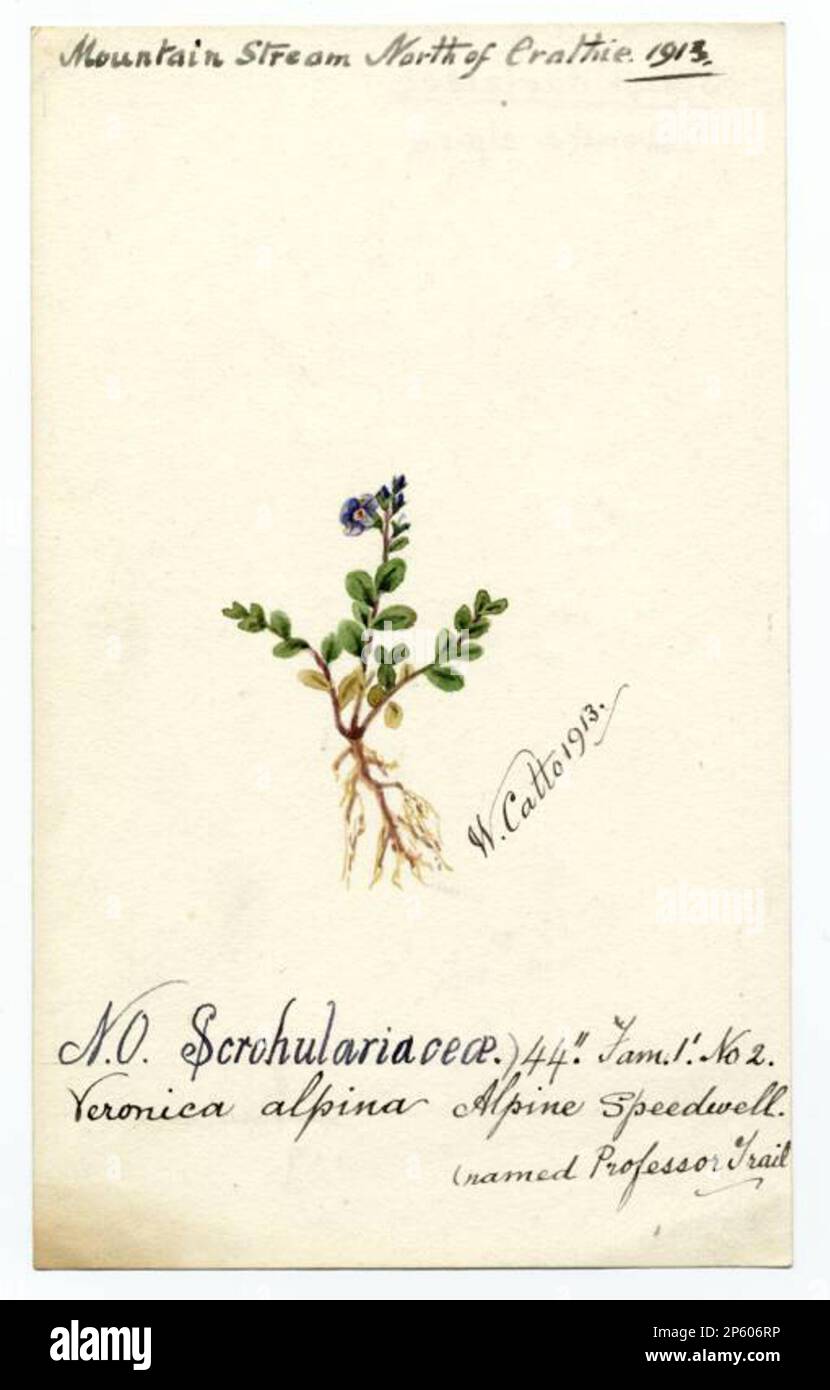 Alpine Speedwell (Veronica alpina), William Catto (Aberdeen, Schottland, 1843 - 1927) 1913 Stockfoto