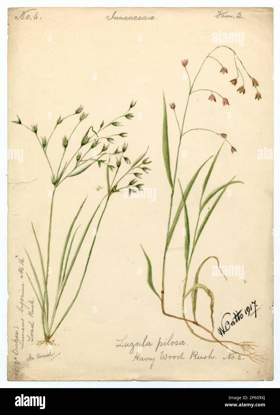 Krötenrausch und Hairy Wood Rush (Luzula pilosa), William Catto (Aberdeen, Schottland, 1843 - 1927) 1917 Stockfoto