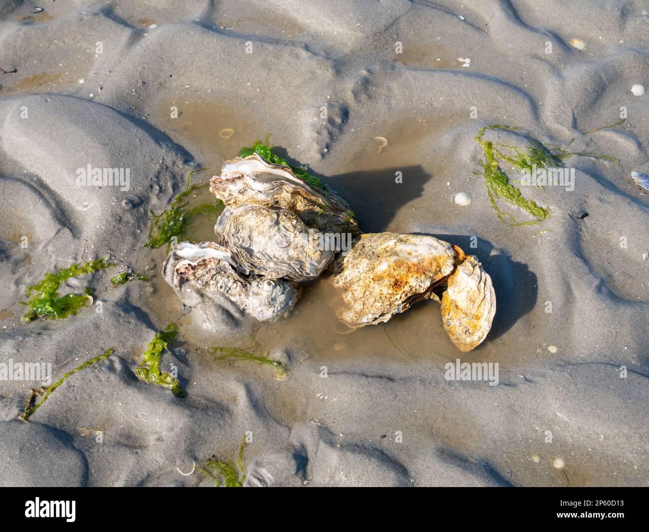 Japanische oder pazifische Austern, Magallana gigas und einige Salate auf Sand bei Ebbe von Waddensea, Niederlande Stockfoto