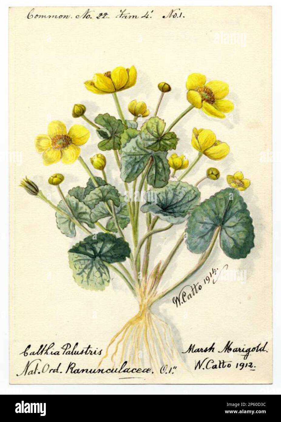 Marsh Marigold (caltha palustris), William Catto (Aberdeen, Schottland, 1843 - 1927) 1914 Stockfoto