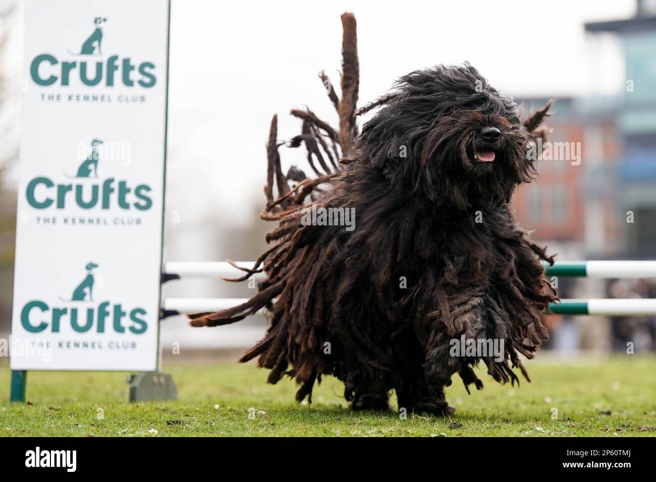 Ein Bergamasco Shepherd namens Alfie springt bei einem Fototermin zur Eröffnung der diesjährigen Crufts im National Exhibition Centre (NEC) in Birmingham über einen Zaun. Foto: Dienstag, 7. März 2023. Stockfoto