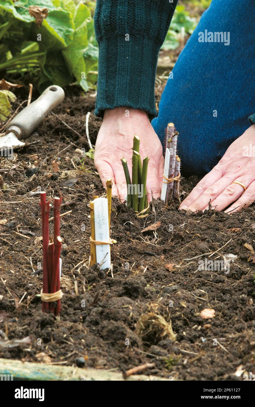 Anpflanzung von Hartholzschnitzeln (Cornus alba) in den Boden Stockfoto