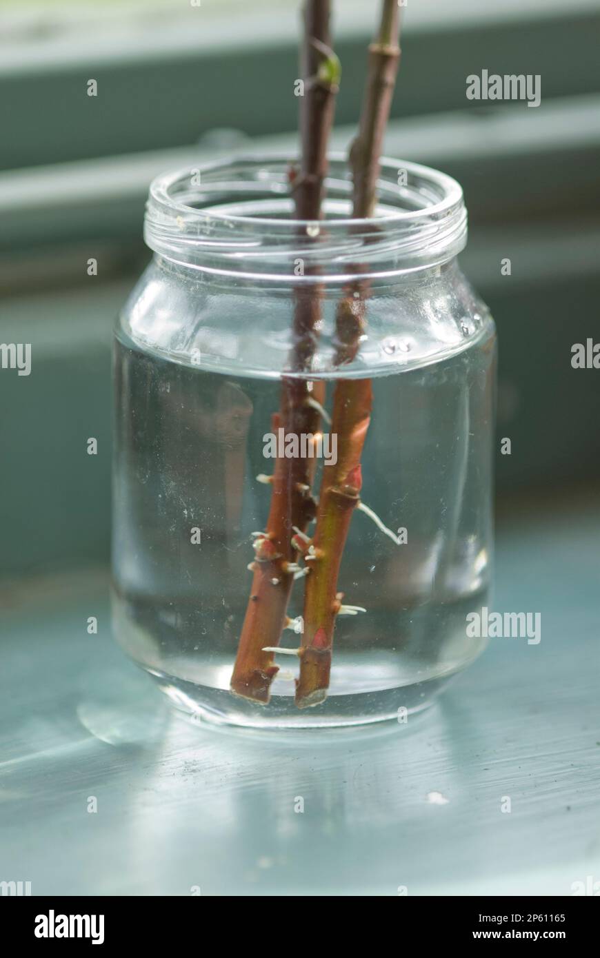 Vermehrung von Hartholzschnitzeln Cornus alba in Glas Stockfoto