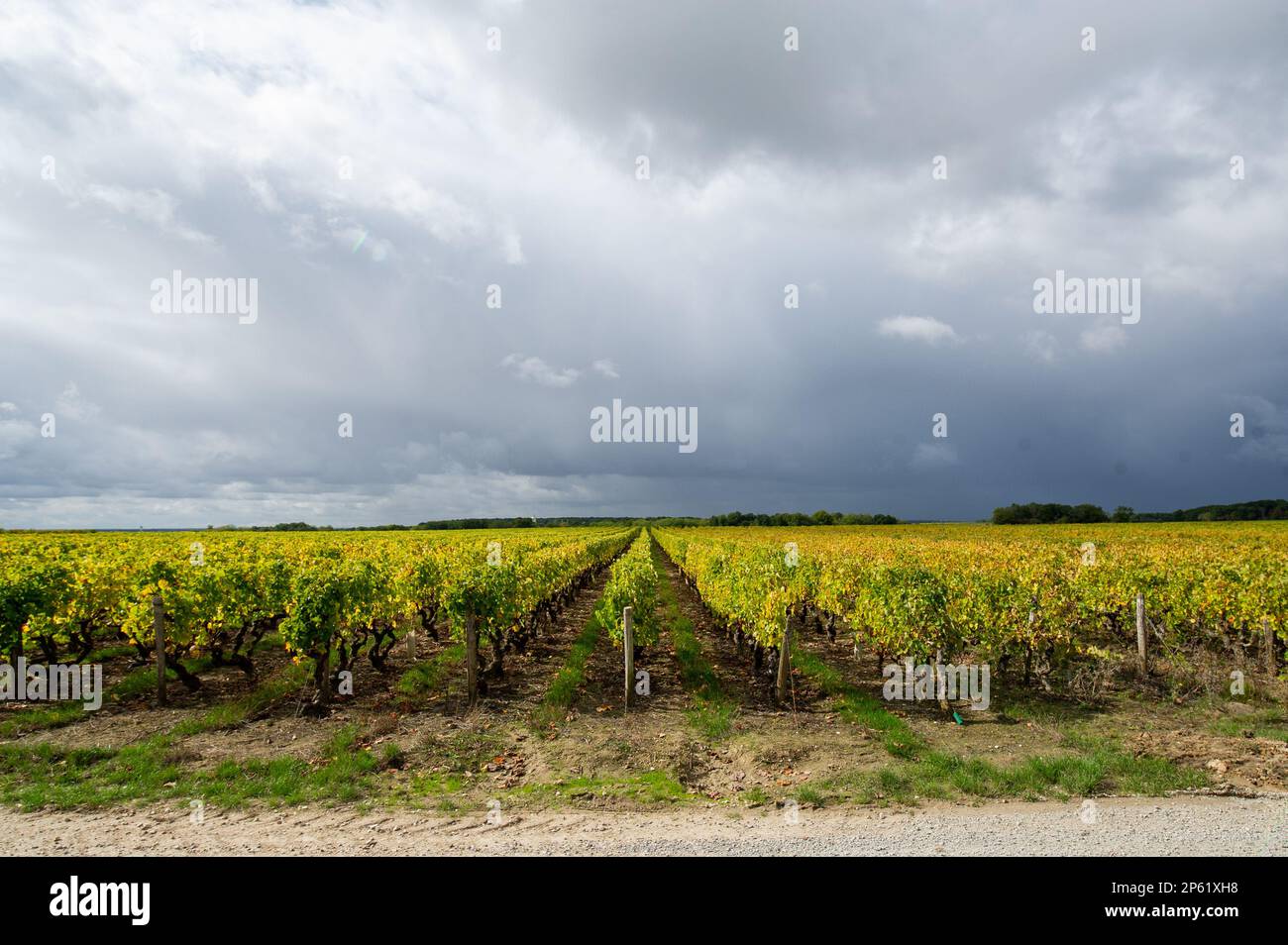 Rebzeilen auf einem Weinberg im Loire-Tal, Frankreich Stockfoto