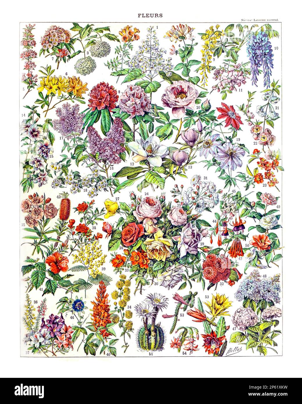 Vintage Illustration of Flowers, französisches Poster von Adolphe Millot 1900 Stockfoto