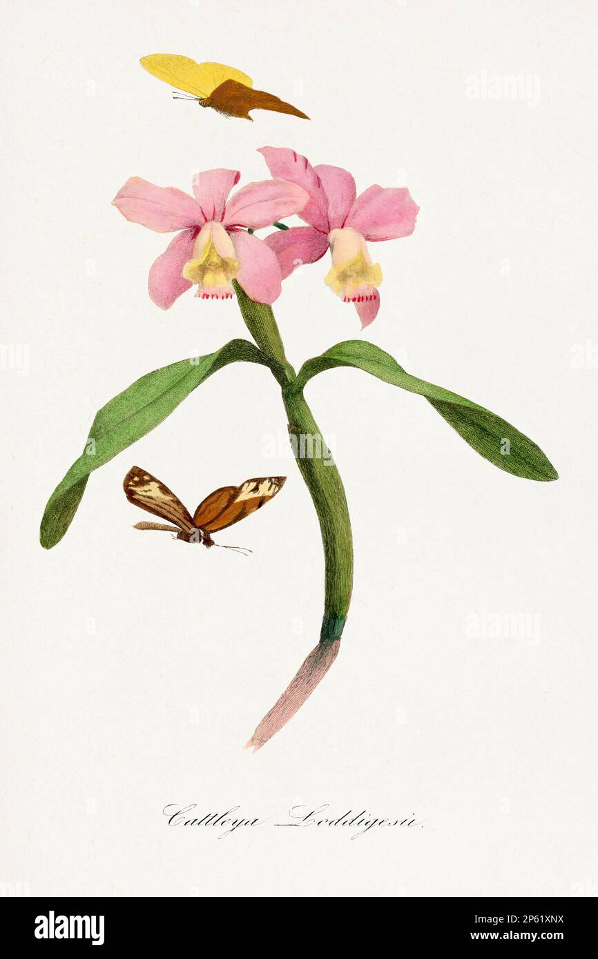 Blume, botanische Illustration. Cattleya Orchideen Stockfoto