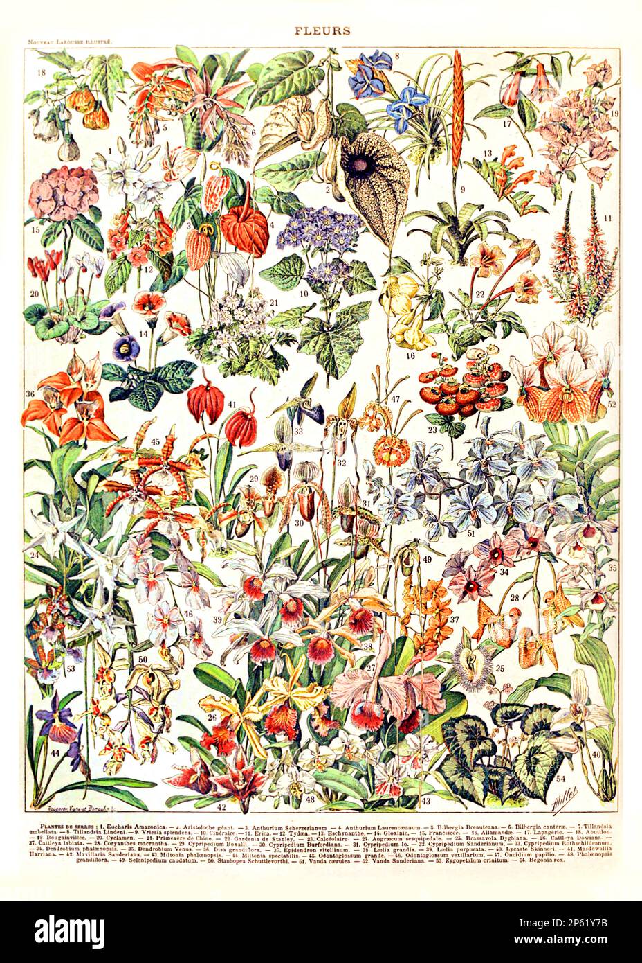 Vintage Illustration of Flowers, französisches Poster von Adolphe Millot 1900 Stockfoto
