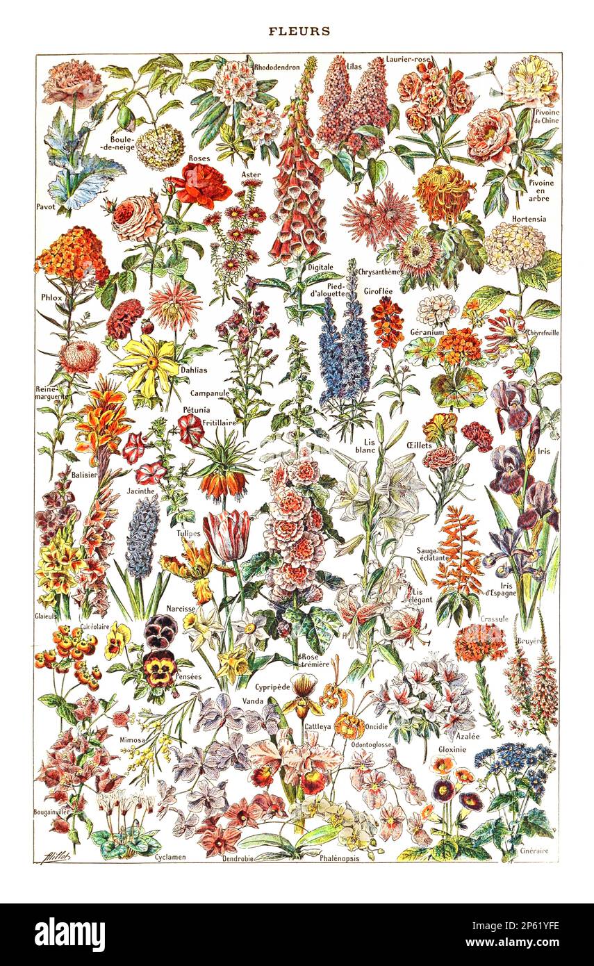 Vintage Illustration of Flowers, französisches Poster von Adolphe Millot 1900 Stockfoto