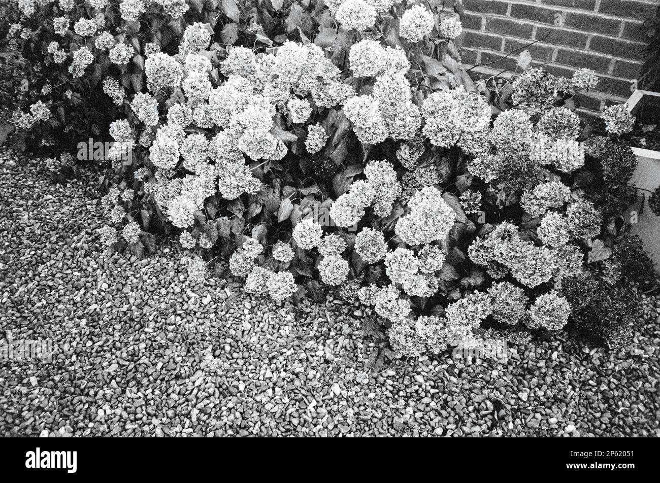 Hydrangea Flowers, Medstead, Hampshire, England, Vereinigtes Königreich. Stockfoto