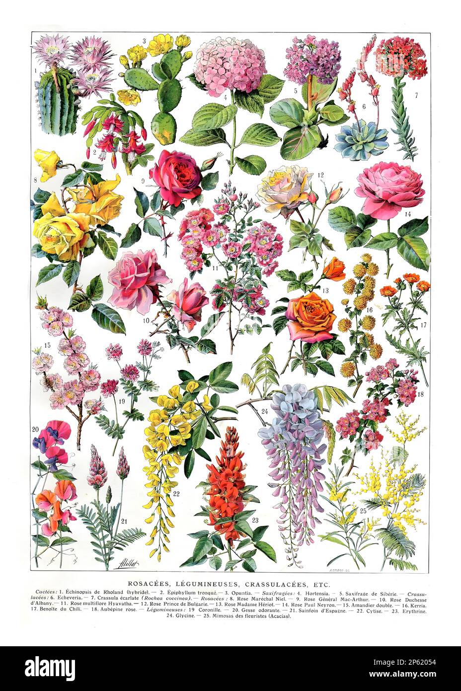 Vintage Illustration of Flowers, französisches Poster von Adolphe Millot 1900 Stockfoto