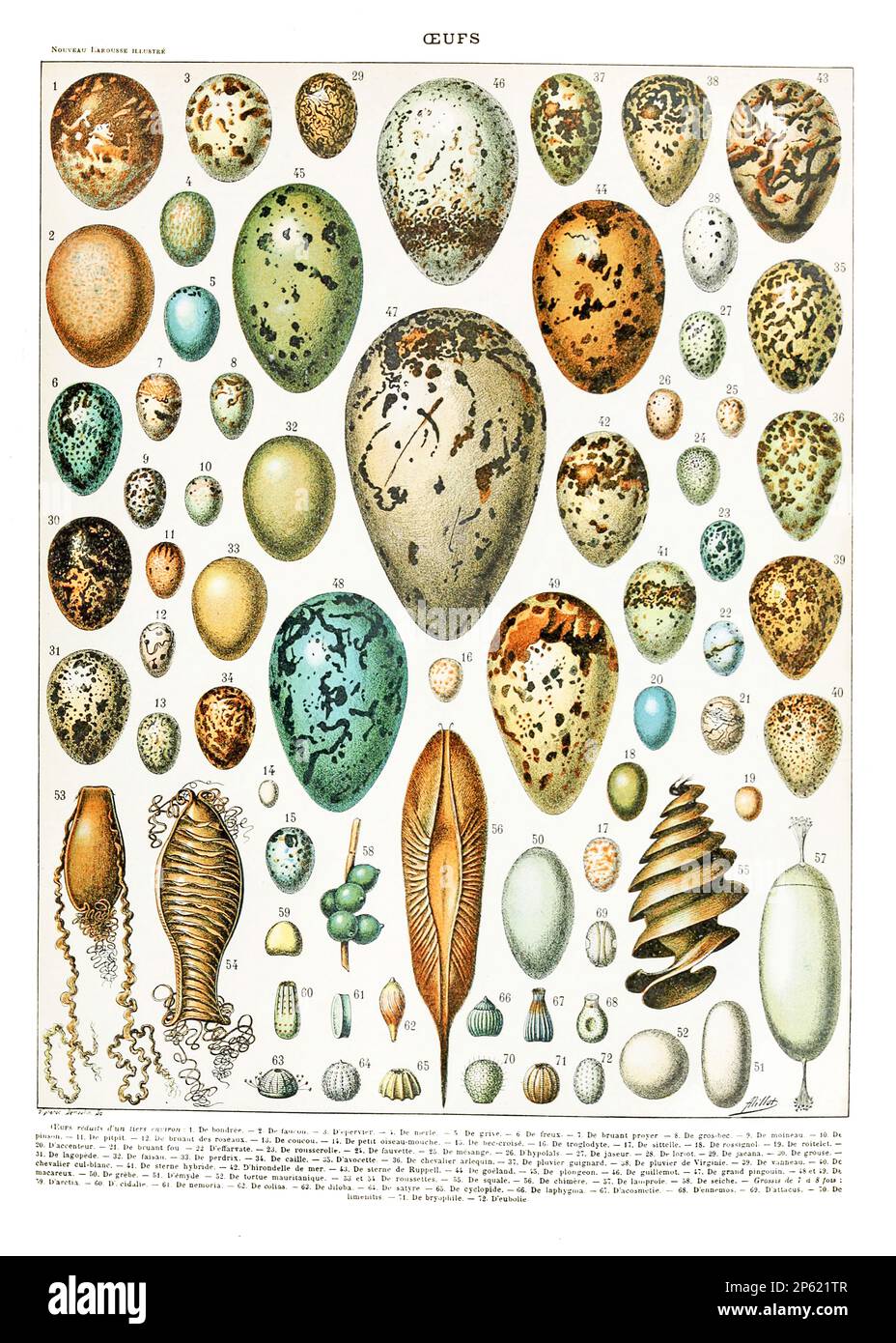 Vintage-Illustration von Eierexemplaren, französisches Poster von Adolphe Millot 1900 Stockfoto