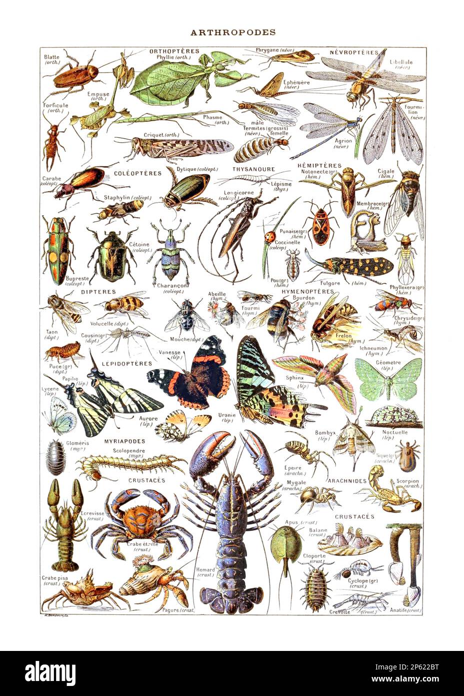 Vintage Illustration von Arthropoden-Arten, französisches Poster von Adolphe Millot 1900 Stockfoto