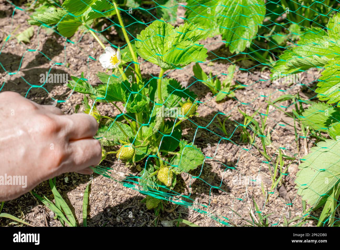 Eine Frau zieht ein Netz über blühende Erdbeerbüsche, um sich vor Vögeln zu schützen. Erdbeeren anbauen und pflegen. Stockfoto