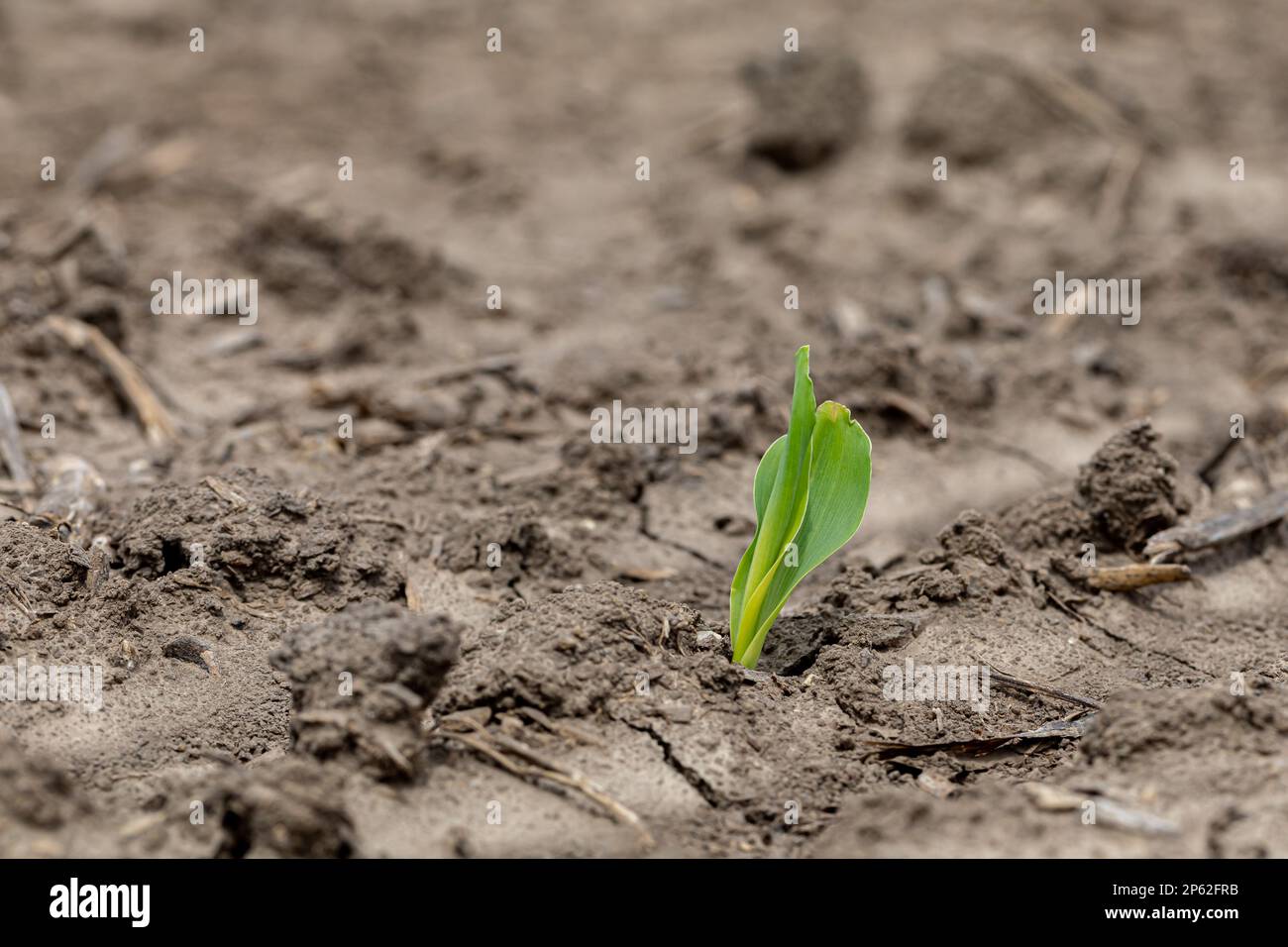 Maispflanze, die aus dem Boden auftaucht. VE-Wachstumsphase. Landwirtschaft, Landwirtschaft und Pflanzsaison Konzept Stockfoto