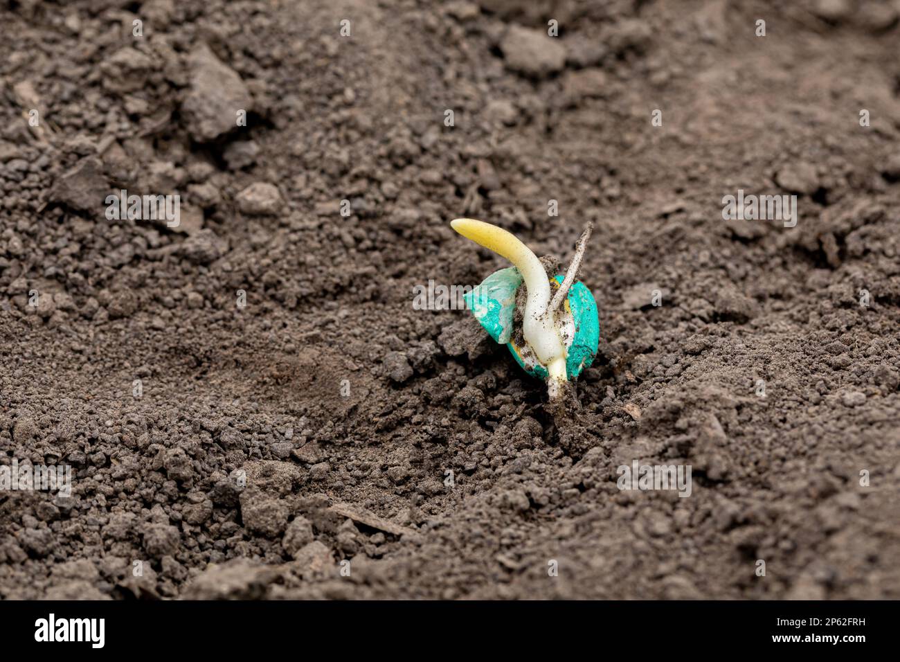 Nahaufnahme der Keimung von Maissaaten, Keimung im Maisfeldboden. Landwirtschafts-, Agrar- und Landwirtschaftskonzept. Stockfoto