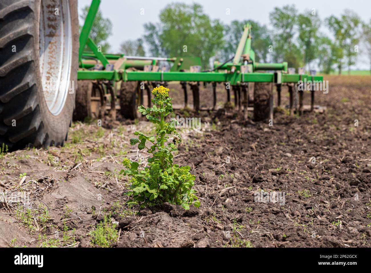 Butterweed, das mit Traktor und Kultivator auf dem Feld angebaut wird. Unkrautbekämpfung, Herbizid und Anbaukonzept. Stockfoto