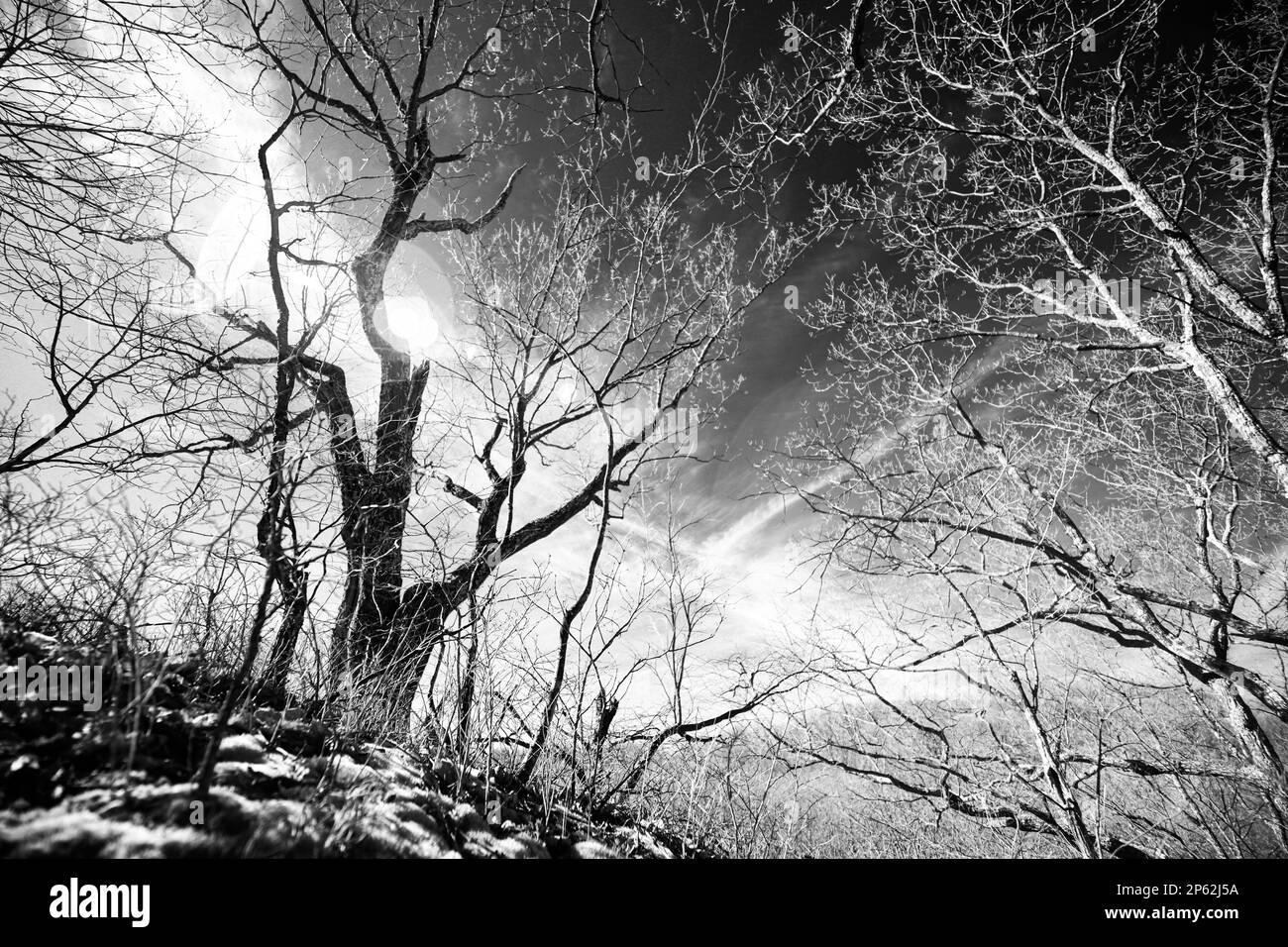 Ein Schwarzweiß-Infrarotbild einiger ruhender Bäume vor einem kontrastfarbenen Himmel an einem späten Wintermorgen. Das Bild ruft Chaos und verzweigte Gedanken hervor. Stockfoto