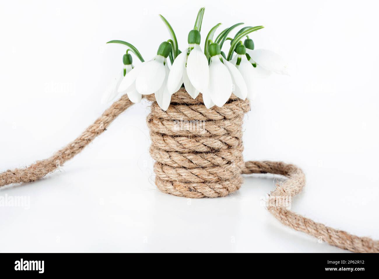 Schneestruß in Vase isoliert auf weißem Hintergrund Stockfoto