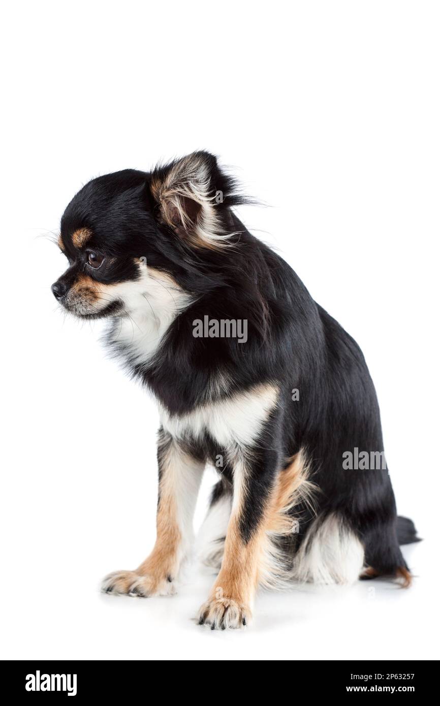 Süßes chihuahua isoliert auf weißem Hintergrund Stockfoto