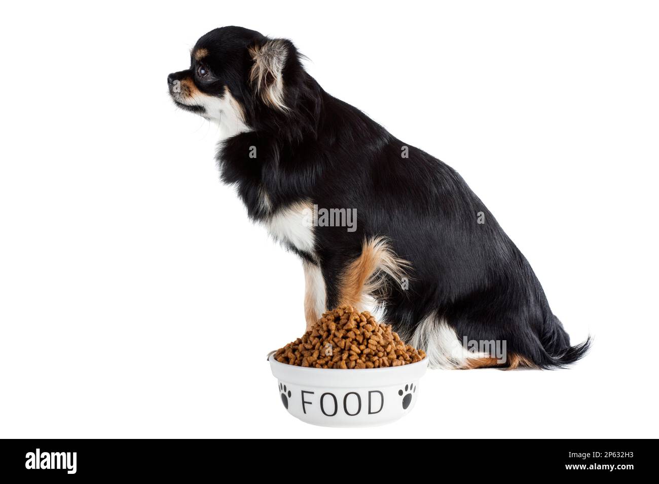 Hund futter napf -Fotos und -Bildmaterial in hoher Auflsung  Alamy