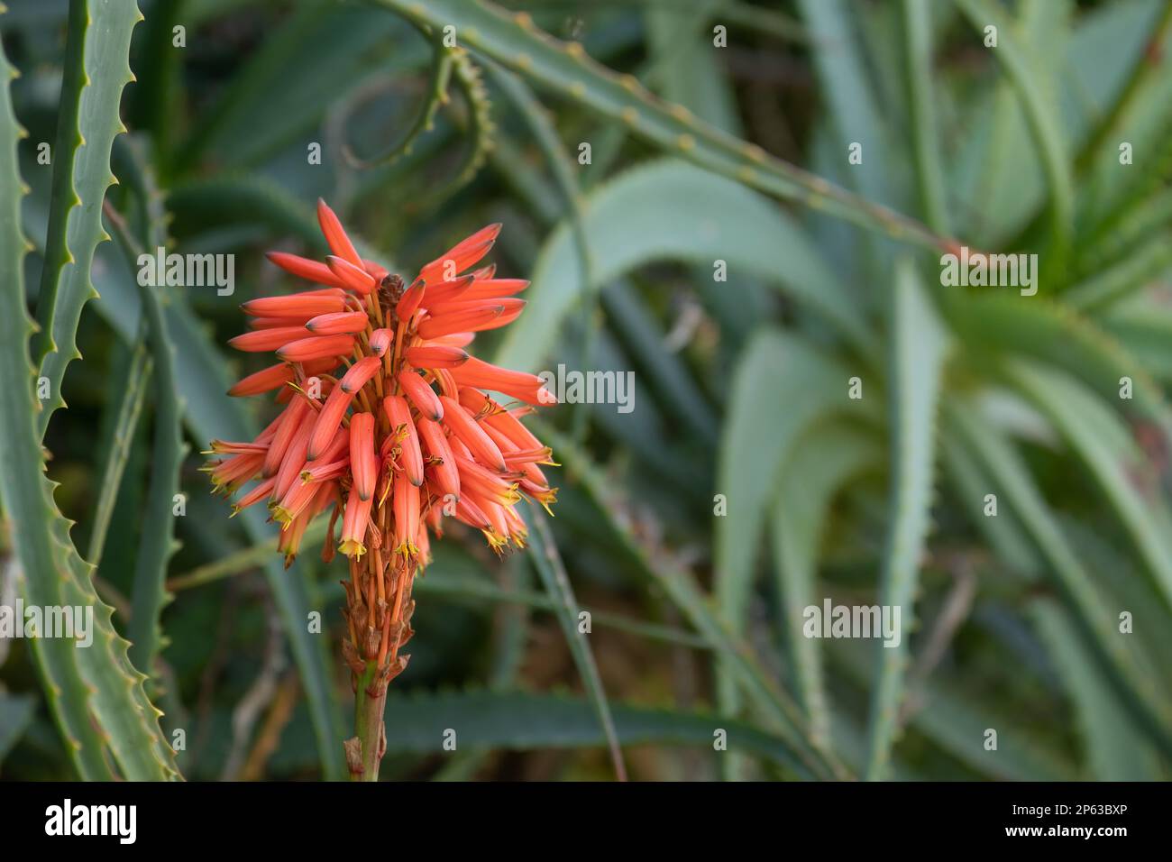 Aloe Vera Pflanze mit leuchtend roten Spitzen Nahaufnahme Stockfotografie -  Alamy