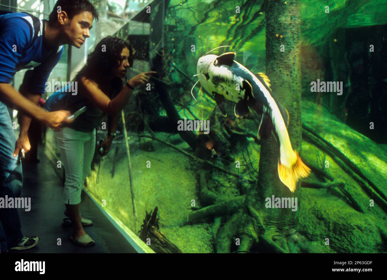 Barcelona: Wissenschaftsmuseum (CosmoCaixa). Überfluteter Wald (Bosque inundado) Stockfoto