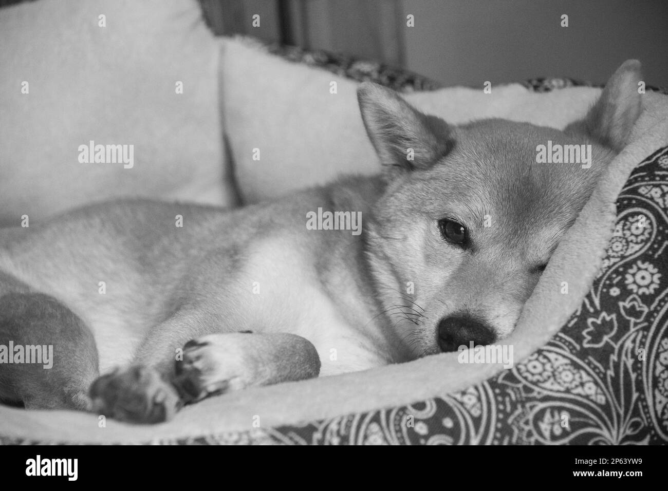 Shiba Inu liegt in ihrem Bett Stockfoto