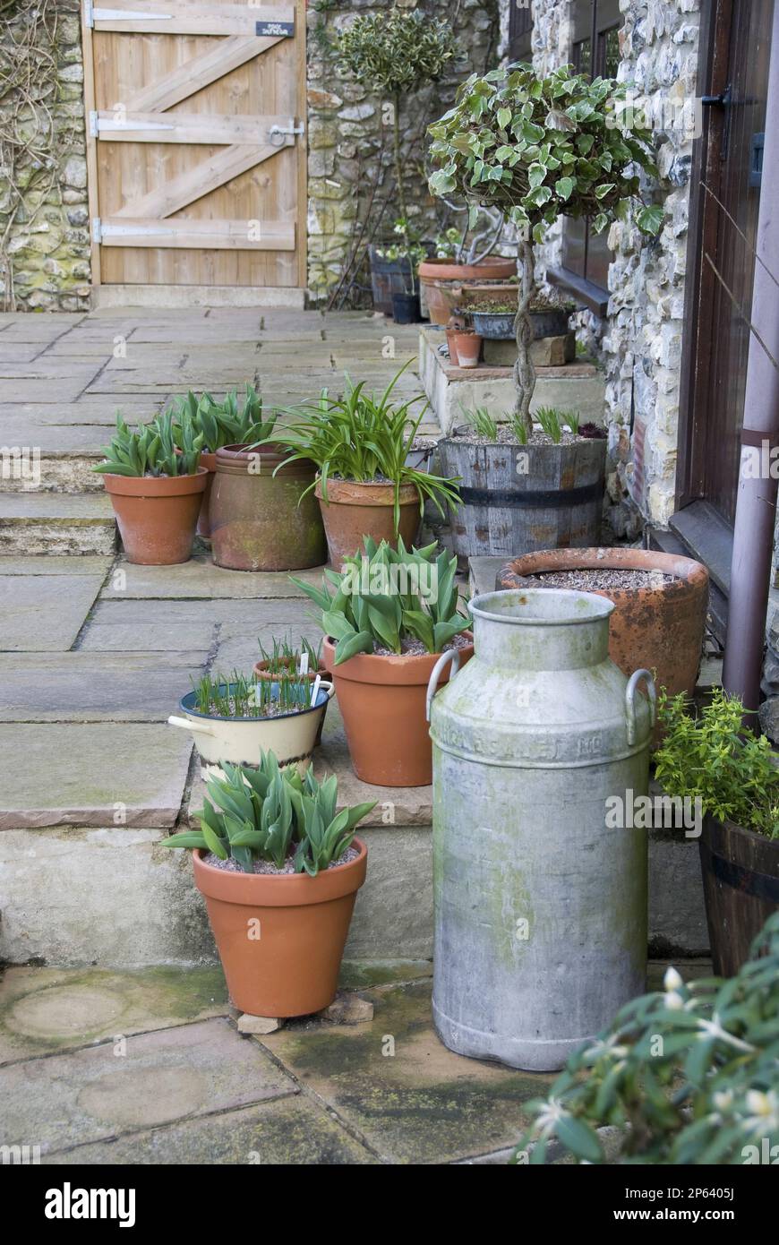 Behältertöpfe mit Zwiebeln und Milchkannen auf der Terrasse im Garten im Innenhof im Frühling Stockfoto