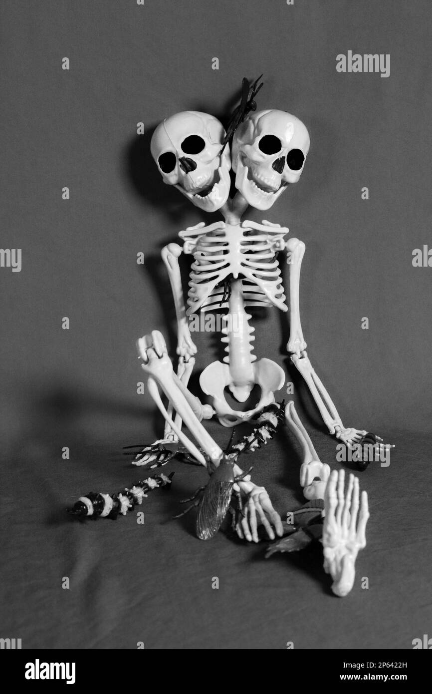 Skelett stillleben -Fotos und -Bildmaterial in hoher Auflösung – Alamy