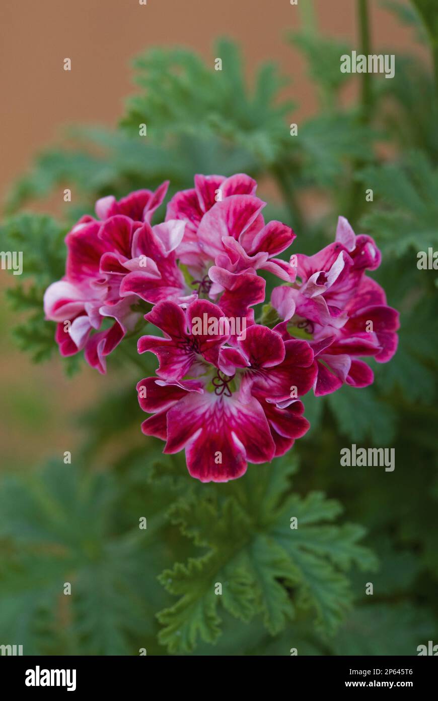 Leuchtend rotes Pelargoniumblütengeranium Stockfoto