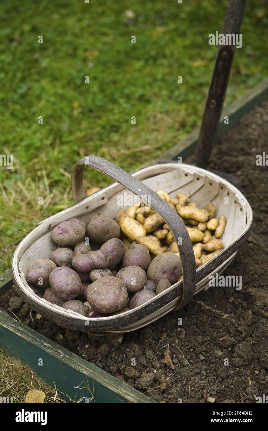 Gartentraining von frisch gepflückten Kartoffeln (rosarot und neu) Stockfoto