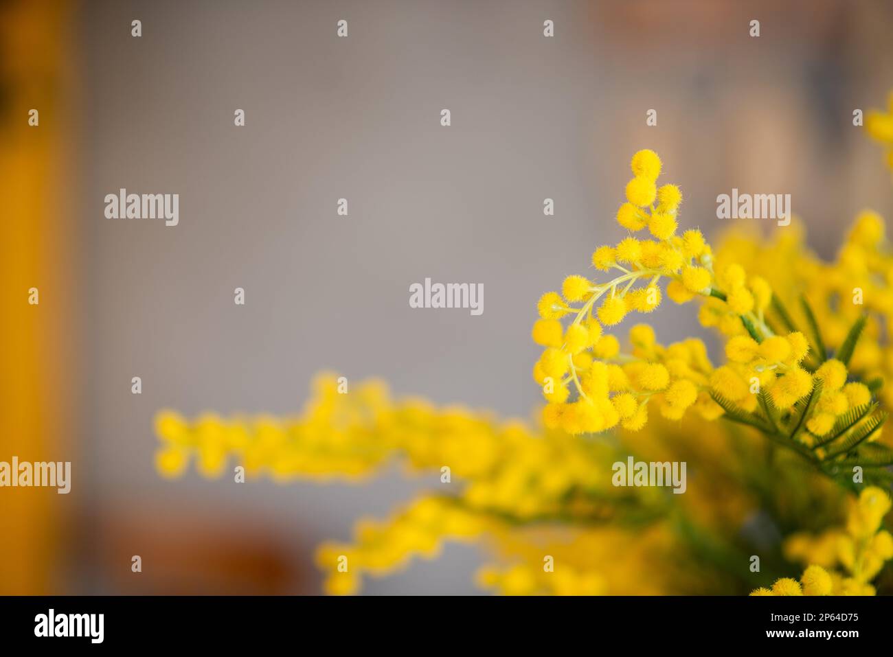 Grauer brauner abstrakter Hintergrund, Zweige einer gelben, gesättigten Mimosa. Akazienblumen. Glückwunschkarte zum Feiertag leer. Frühling. C Stockfoto