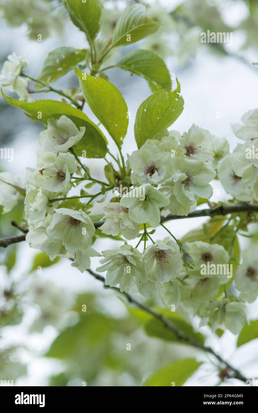 Prunus „Ukon“ grünweiß blühende Kirschblütenquelle Stockfoto