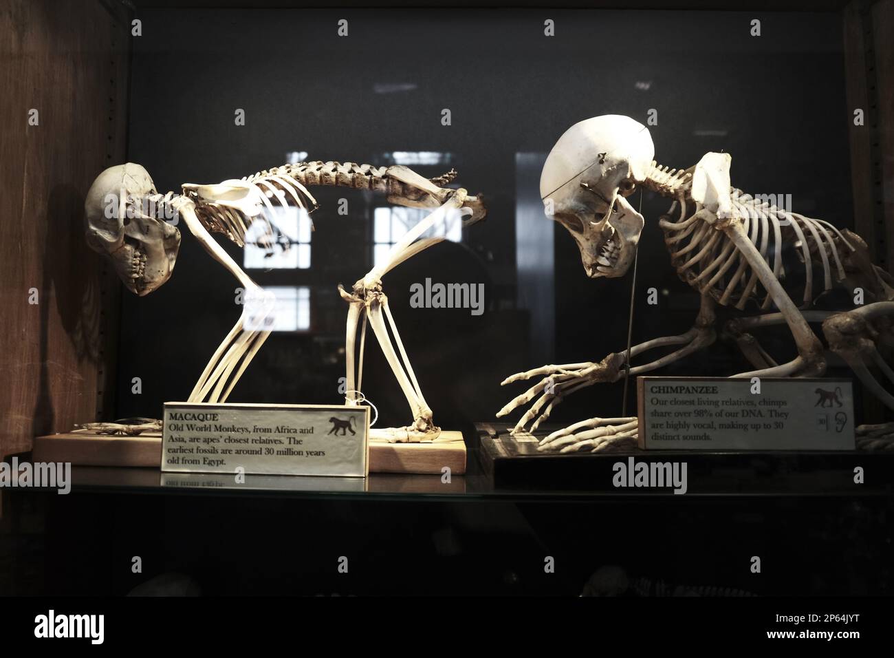 Grant Museum für Zoologie Stockfoto