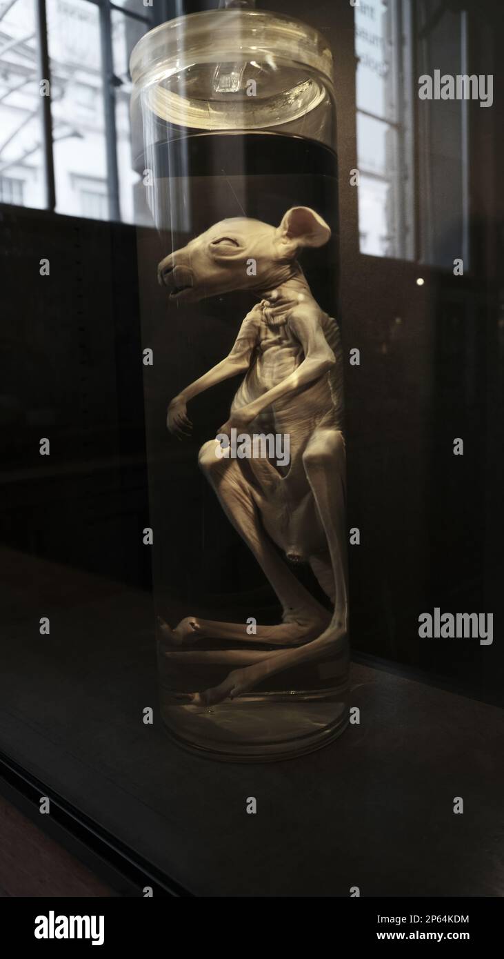 Grant Museum für Zoologie Stockfoto