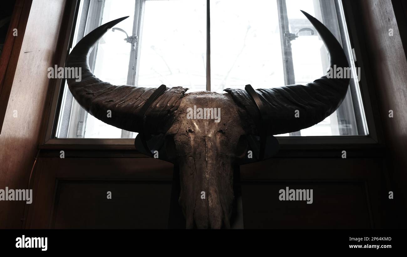 Grant Museum für Zoologie Stockfoto